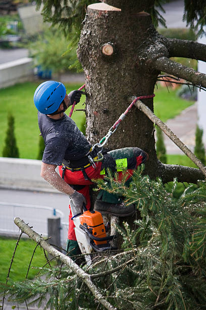 Best Seasonal Cleanup (Spring/Fall)  in USA